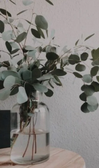 Eukalyptus ve velké skleněné váze u světlé stěny